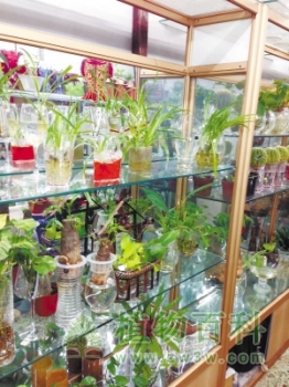 哈尔滨低廉易活的水养植物走俏花卉市场