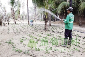 三亚湾椰梦长廊种植固沙植物保护美丽沙滩