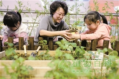 天津首家可食用药用植物体验中心亮相
