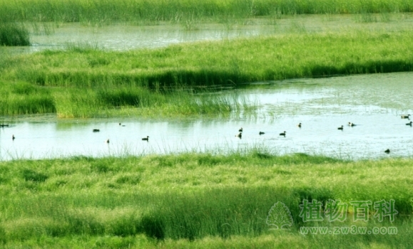 湖北荆州野生动植物种群30年减少30%