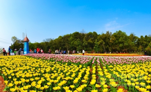 湖南省森林植物园“最美春季花园”开启