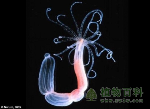 最新发现，海葵兼具动物和植物的特征
