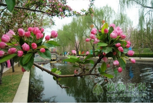 北京海棠花最集中的地方--元大都海棠花溪