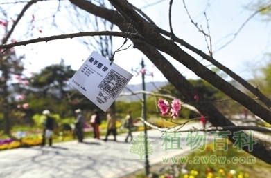 北京植物园：给植物颁发二维码
