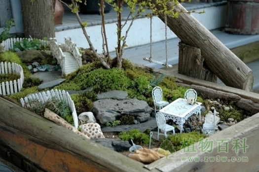 市民热衷苔藓植物，DIY“微观小世界”