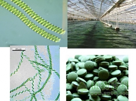 螺旋藻的功效与作用