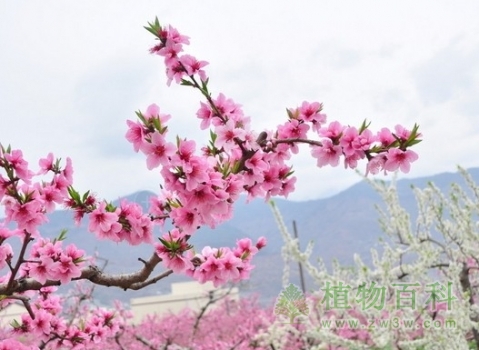 [桃树花期]桃树什么时候开花