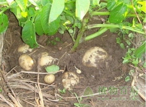 土豆的种植图
