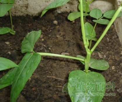 豇豆种植图
