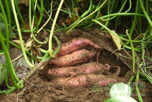红薯的种植图