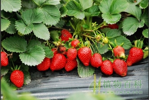 草莓的种植时间图