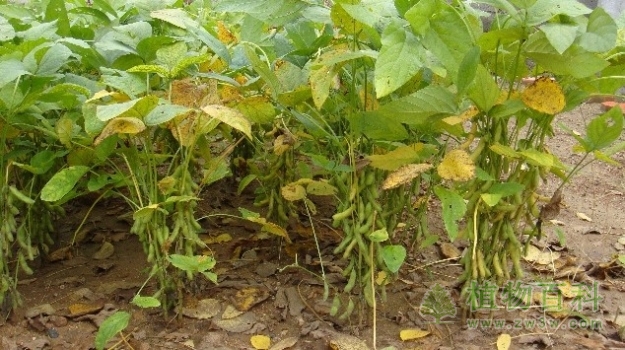 黄豆的种植图