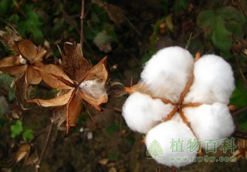 [棉花种植时间]棉花什么时候播种