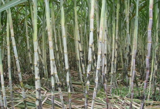甘蔗种植图