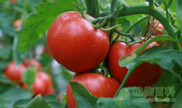 [番茄种植时间]番茄什么时候种