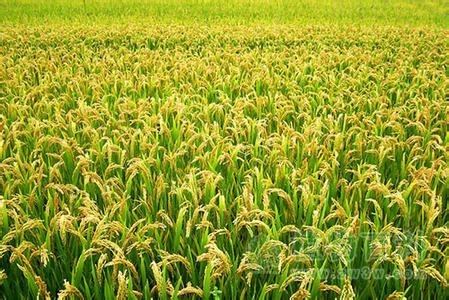 [水稻种植时间]水稻什么时候播种