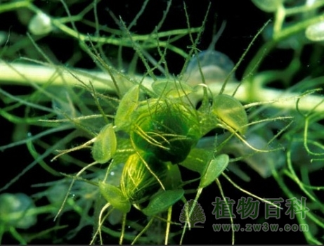 食虫植物囊泡貉藻