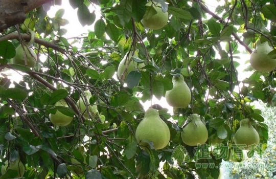 柚子树上的果子