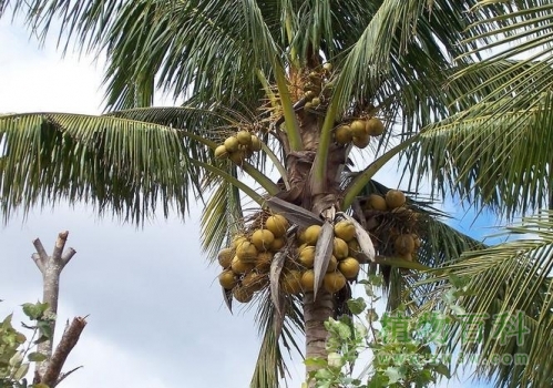 [认识椰子树]椰子树知多少