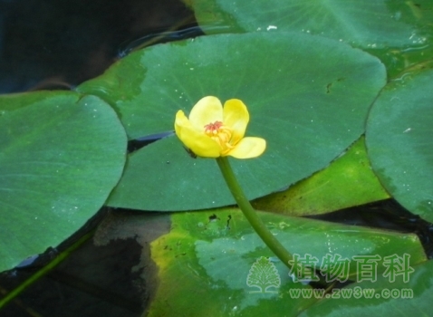 水中的萍蓬草开出金黄色小花