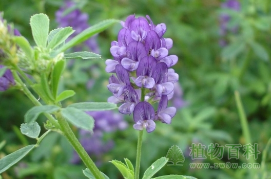 紫花苜蓿多年生草本