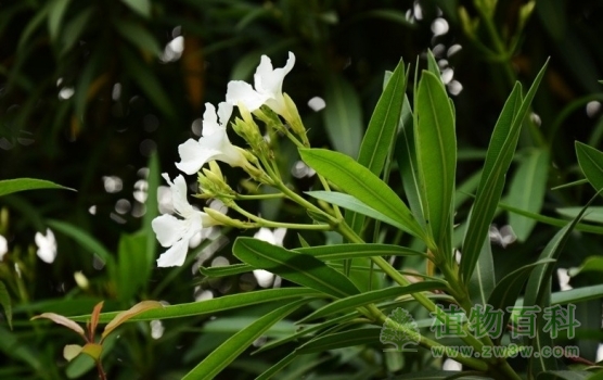 狭长的叶子衬托着白色的花朵