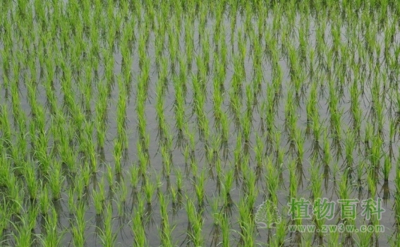 [南方水稻种植时间]南方水稻什么时候播种