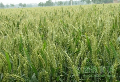 [小麦种植时间]小麦什么时候种