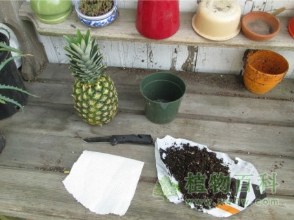 种植菠萝事先准备的材料