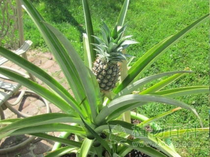 菠萝怎么种植,果农教你怎么在自己家种菠萝
