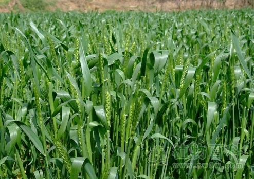 一年生植物：小麦