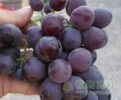 这个夏天--专家教您如何选出完美的葡萄
