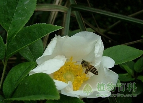 蜜蜂在菜金樱子的花蜜