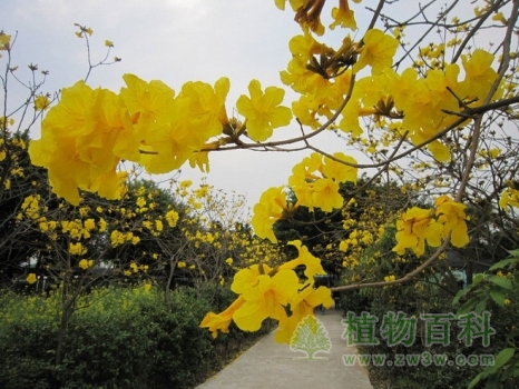 公园里的黄花风铃木开满了花