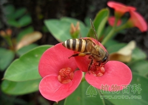 蜜蜂在给虎刺梅采蜜