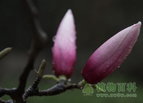 紫玉兰花苞