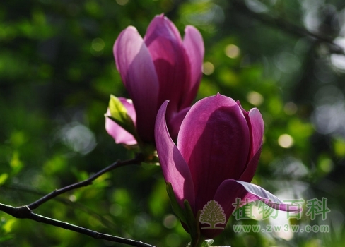 紫玉兰图片-紫玉兰(花期图,果期图,欣赏图)