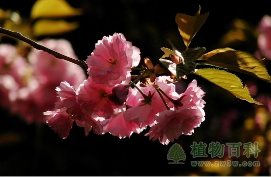 日本晚樱是重要的早春观花树种
