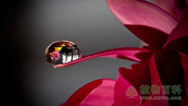 赏心--植物上晶莹的露珠