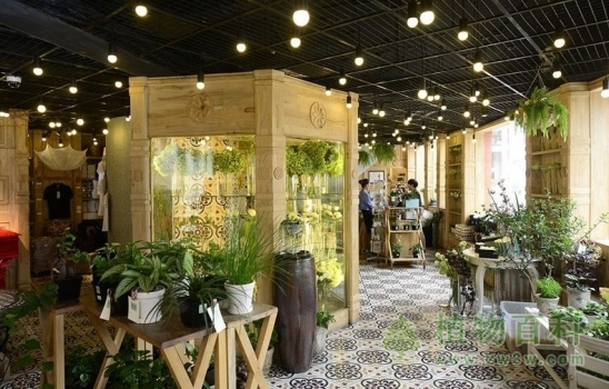 伦敦开办首家免费的植物寄养旅馆