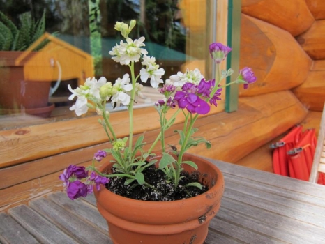 紫罗兰盆栽种植