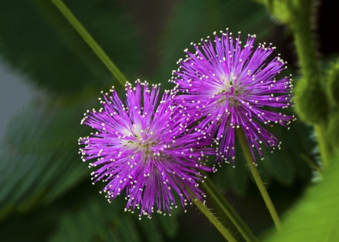 含羞草-美丽的花儿