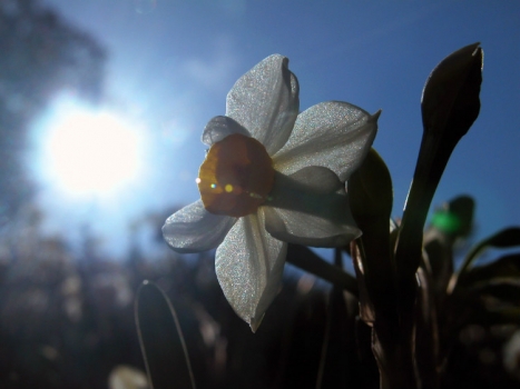 阳光下的水仙花