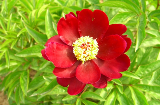 红色类牡丹花