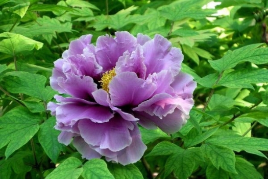 粉蓝（紫）色类牡丹花