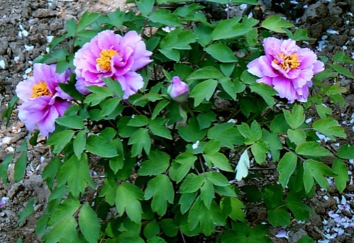 粉紫色的牡丹花