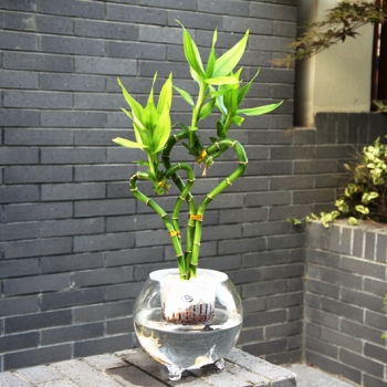 富贵竹的养殖方法：水 营养 光照 环境要控好