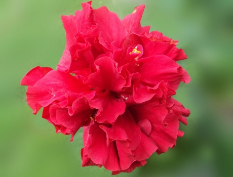 红艳的扶桑花