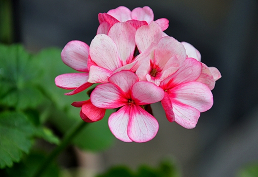 粉色天竺葵