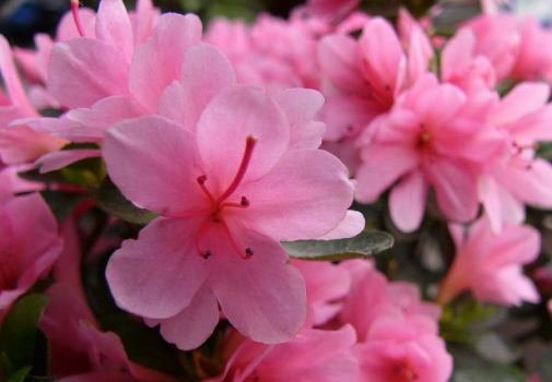 盛开的粉色杜鹃花